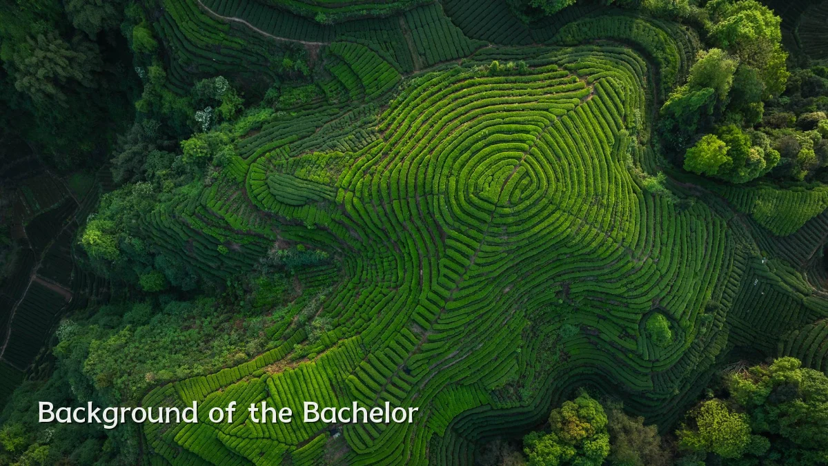 Background of the Bachelor