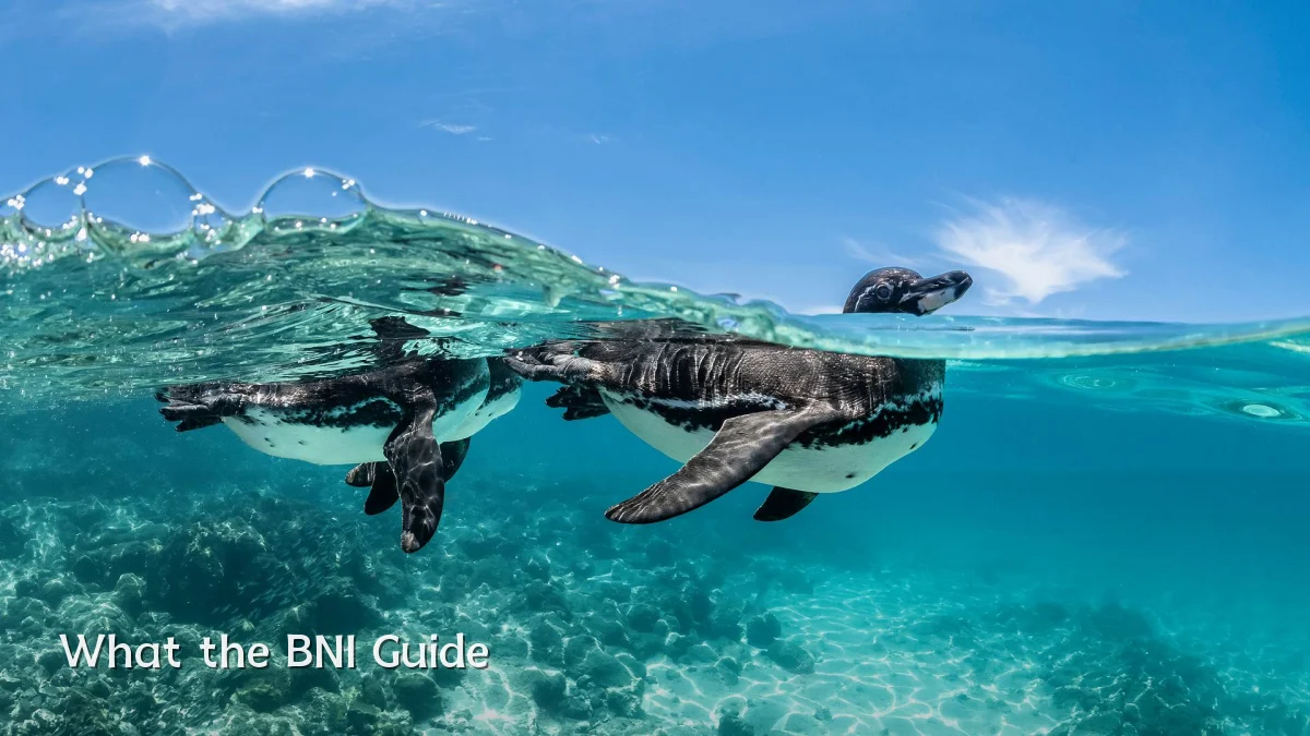 What the BNI Guide