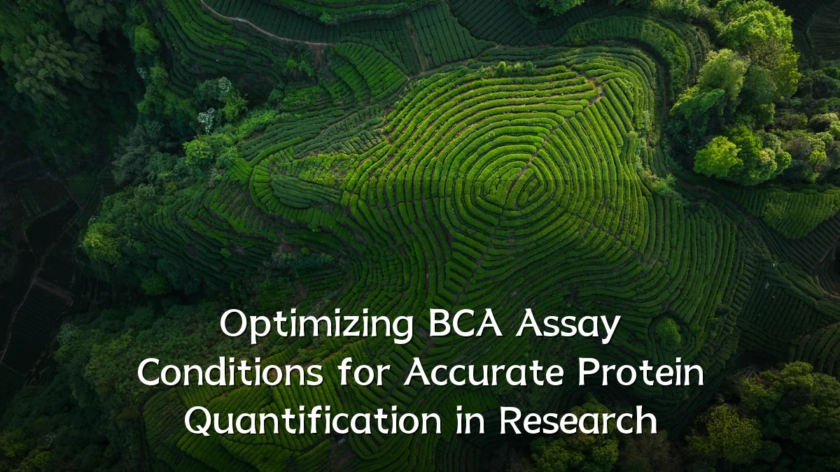 Optimizing BCA Assay Conditions for Accurate Protein Quantification in Research