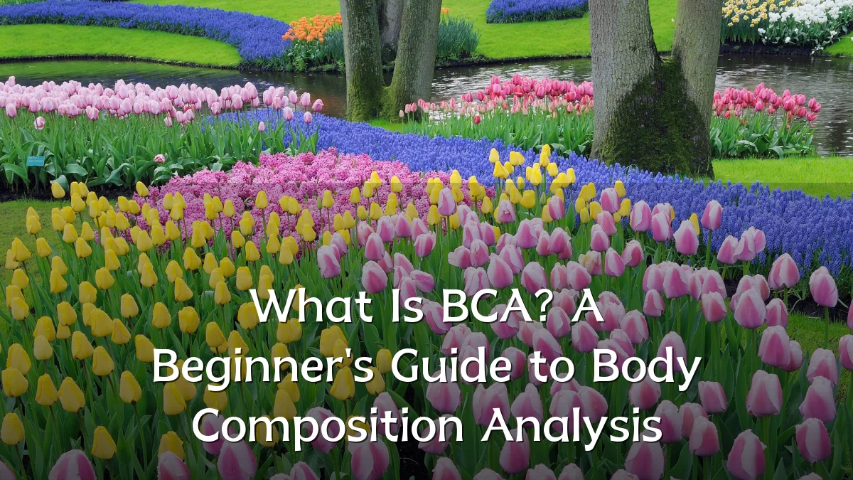 What Is BCA? A Beginner's Guide to Body Composition Analysis